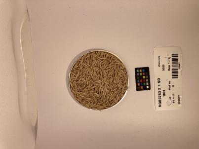 Click for 1 image(s) for this accession. SEED